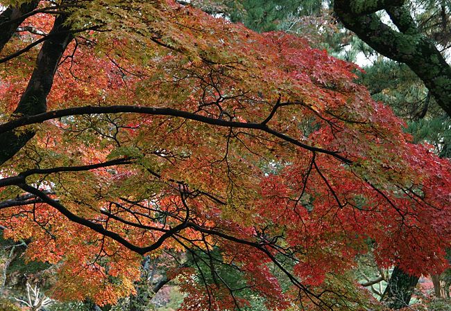 いつもは普通の里帰りだけど、今回は日本を海外旅行するかのように旅している気がします。<br /><br />それはそれで、とても新鮮な感覚…　<br /><br />普段気づかなかったことに気づいたり、新しい出会いがあったり…<br />他の地方の人の性格や仕事ぶりなんかもちょこっと垣間見ることが出来たり。<br />時々はこういう里帰りも悪くはないなぁと思いました。<br />ちょっと忙しくて全然里帰りじゃなくなっちゃうんですけどね(^^;