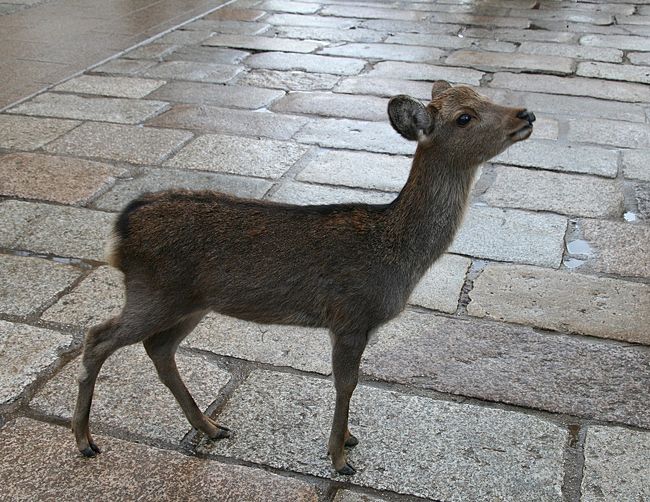 雨に濡れながら彷徨う小鹿
