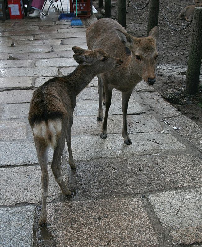 お母さんと一緒。<br /><br />親子の動物を見ていると心が癒されますね(^^*