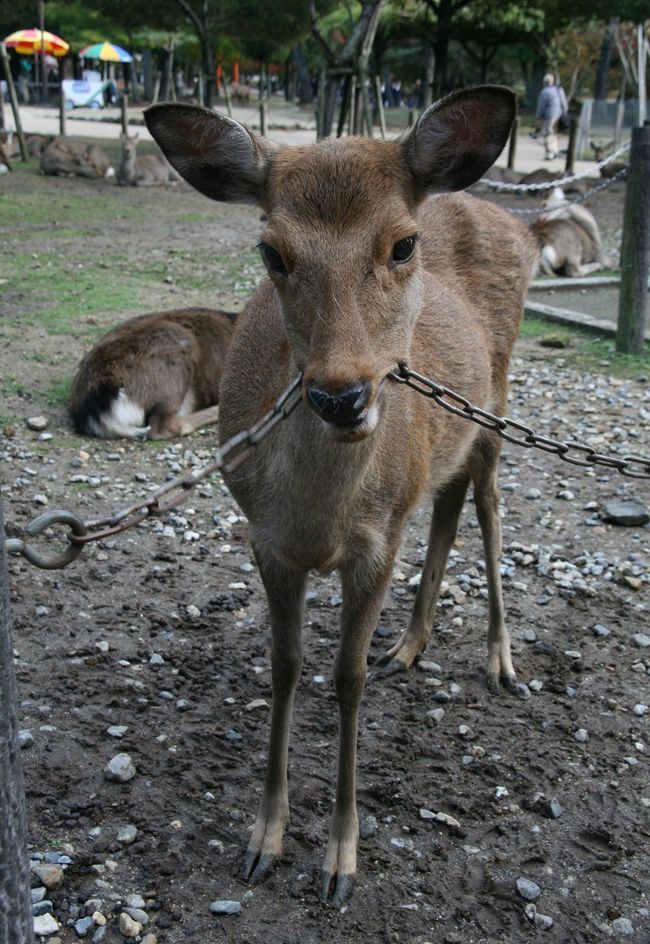私とガブリエラさんの真ん中にいるのはこの子。<br /><br />美味しくもなさそうな鎖を一生懸命噛んでいます(苦笑)