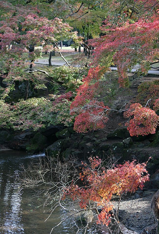 さてさて、美しい風景や可愛い鹿たちともお別れの時間がやってきました。<br /><br />今日は午後遅い新幹線で実家に戻らなければなりません。<br /><br />まだお昼も食べていなかったのでこの辺で観光を打ち切って駅に向かいます♪