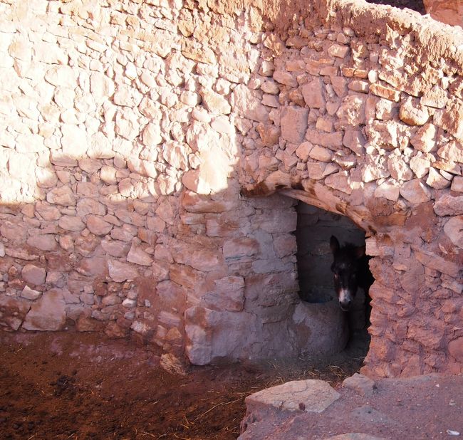 ロバが飼われていました。