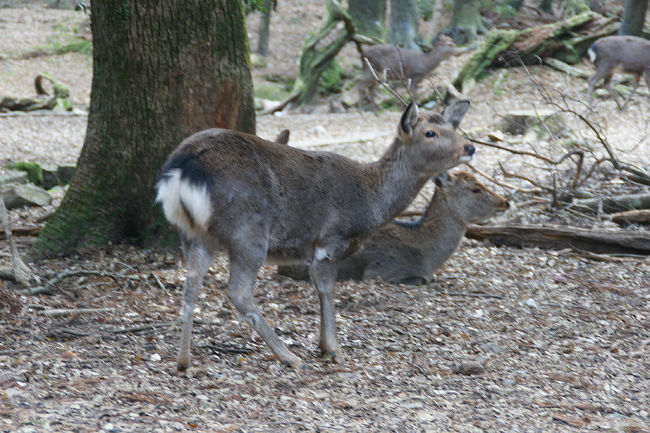●鹿＠春日大社<br /><br />鹿君の登場です(笑)。<br />初詣に犬を同伴させている人がいますが、鹿がいる場所に、どうなんでしょう？？？冷や冷やする場面に何回か出くわしました。