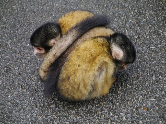 リスざるたち。<br />寒いとこうやってピッタリくっついているのだそうです。<br /><br />丸いボールみたいです。