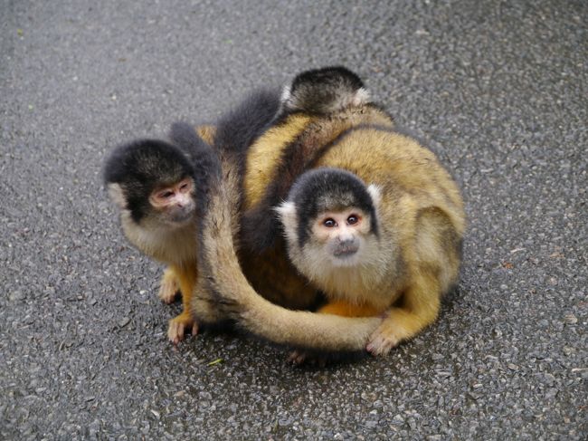 2匹の真ん中に割りこんで来たちゃっかり者がいました。