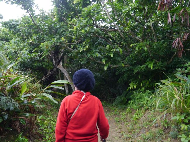 次は石垣島鍾乳洞へ。<br /><br />と思ったら間違えて八重島鍾乳洞に来ていました。<br />チケット買ってから気が付いたので仕方ない、入るとするか。<br /><br />ジャングルの中のような道をテクテク歩いていきます。<br />両方が木で囲まれているせいか、風があまりきつくなく、歩きやすかったです。<br />