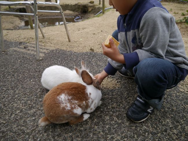 パンフレットにはいろいろな動物と触れ合えるとあったのですが、いたのはこの<br />ウサギちゃん達だけでした。<br />