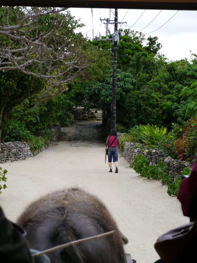 水牛車に乗ってみました。<br /><br />風よけのビニールを貼ってくれたので寒くはなかったのですが、写真がきれいに撮れなかったので正面だけ・・・。<br /><br />水牛のワカちゃん、とっても力持ち。しかもガイドさんの指示が全部わかるみたいで「はい、行こう」と言えば進み、「ちょっと待ってよ」と言うとジッと待ってるのがとても可愛いかったです。