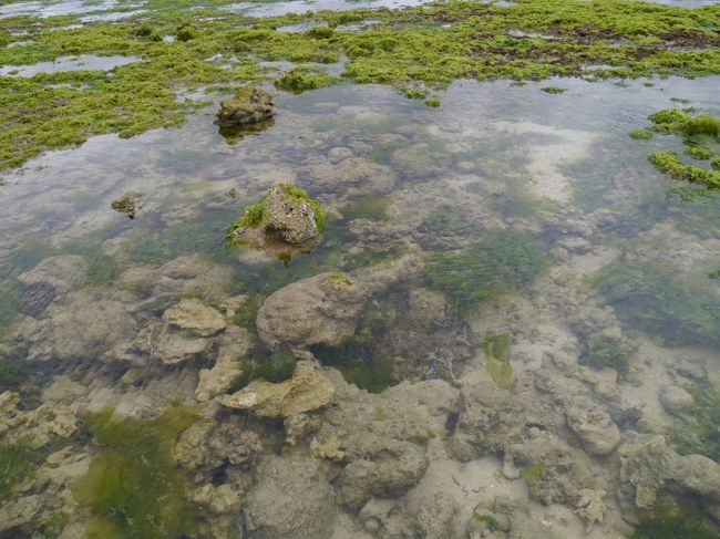 レンタカーを返すまであと1時間ほどあったので、白保の海へ。<br />お魚いないかな〜、と探しましたが貝しか見つけられませんでした。