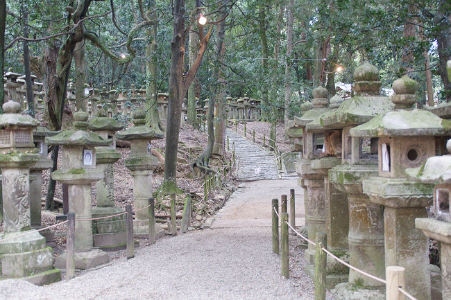 ●灯籠の道＠春日大社<br /><br />脇道は、誰も人がいません。<br />ただ、時折、鹿君が横切ります。