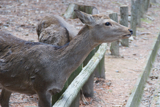 ●鹿＠春日大社<br /><br />何かを見つけた模様です。<br />思わず柵を飛び越えていきそうです。