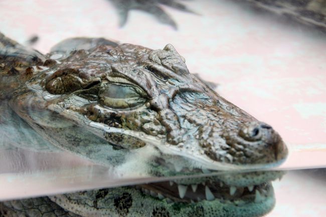 東海道新幹線と伊豆急線で熱川バナナワニ園へニシレッサーパンダ詣で再訪 ４ 本園のワニたち 温室のバナナやパパイヤやラン 分園のゾウガメたち 熱川温泉 北川温泉 静岡県 の旅行記 ブログ By まみさん フォートラベル