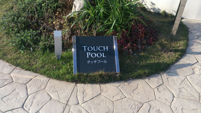 魚やヒトデ、ナマコのいるTOUCH POOLがありました。