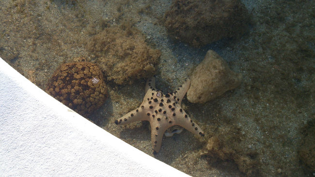ホテルの方が餌をあげてました。<br />お水の手入れなど毎日あるそうです。<br />夏の時期は小さなお子さんがたくさんこのまわりに集まるそうです。