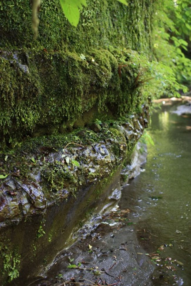 水の音や木々の音、マイナスイオン全快でしたね。