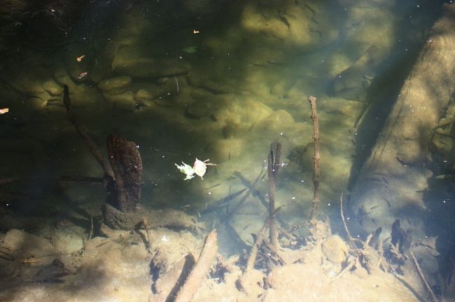 沢は涼しくて良かったんですけどね。途中、途中で水遊びをしながら行けました。