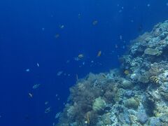 ビッグドロップオフというポイントでシュノーケリング。

ここはダイビングもできるポイントだが、珊瑚が浅瀬に広がっているので

シュノーケルでも魚がたくさん見られて楽しい。
