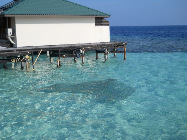 ハウスリーフに鰯の群れ、素晴らしい。