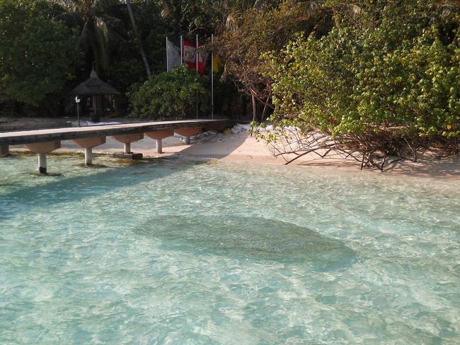 こんな浅瀬に鰯の大群はこの時期ならでは。