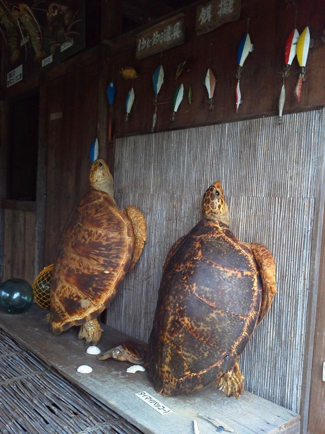 こちらは漁師の家。ウミガメです。