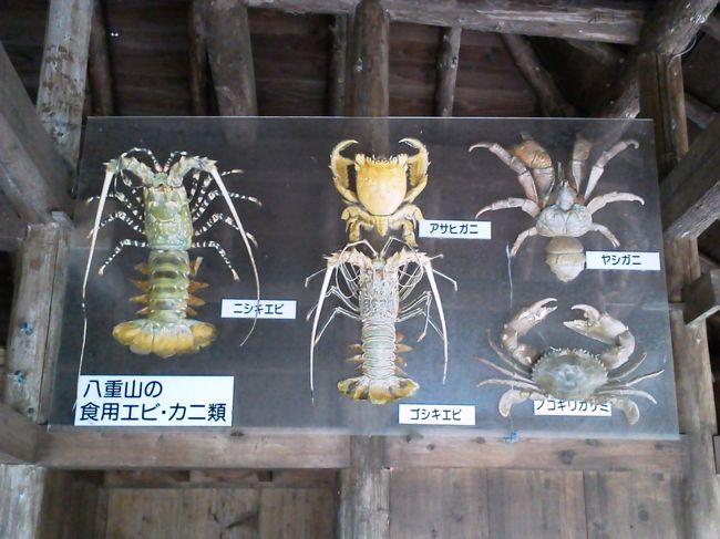 エビ・カニ達も展示されています。