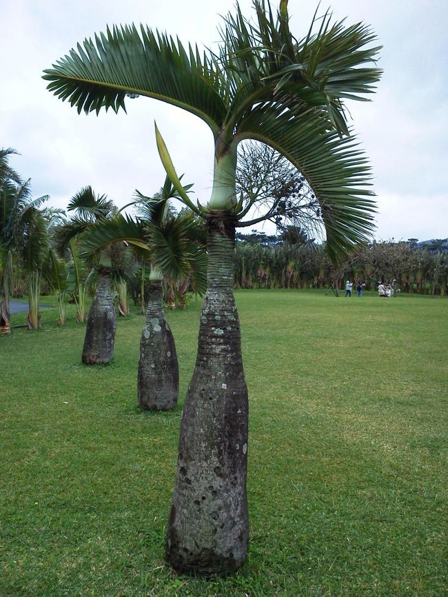 とっくりヤシの木。おかしな名前ですよね。