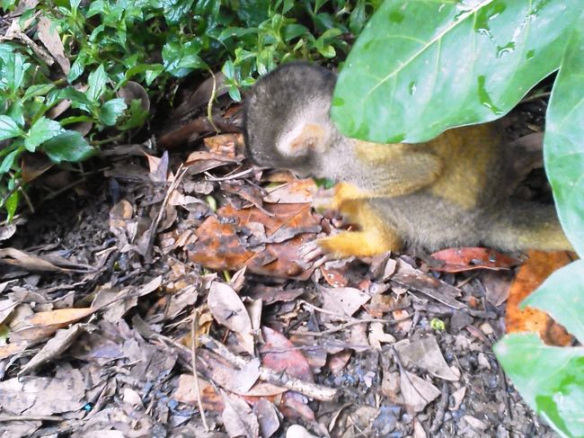 このやいま村にはりすザル園があります。<br />雨が降っているので葉っぱの影にりすザルたちが集まっています。