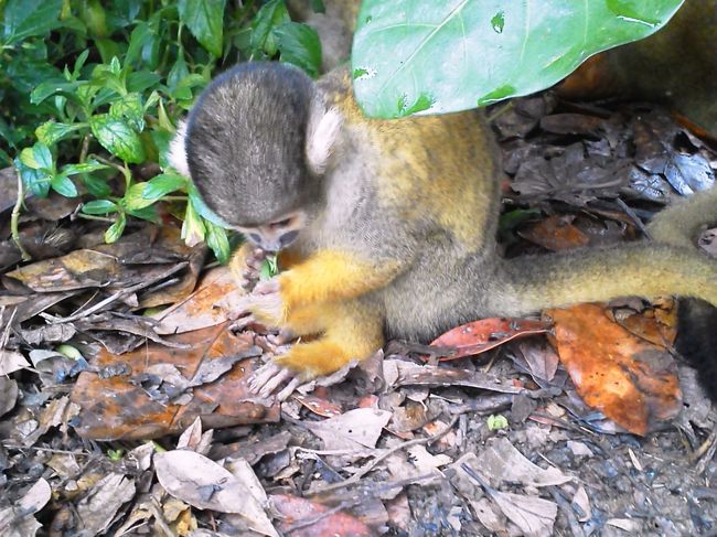 小さくてかわいい。体の色がカラフルですね。動きは結構すばしっこいです。