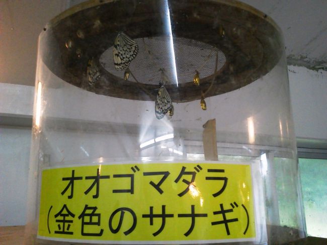 入るといきなりオオゴマダラという蝶の展示がされています。<br />サナギが作り物のように金色に光り輝いています。本物なのかな？