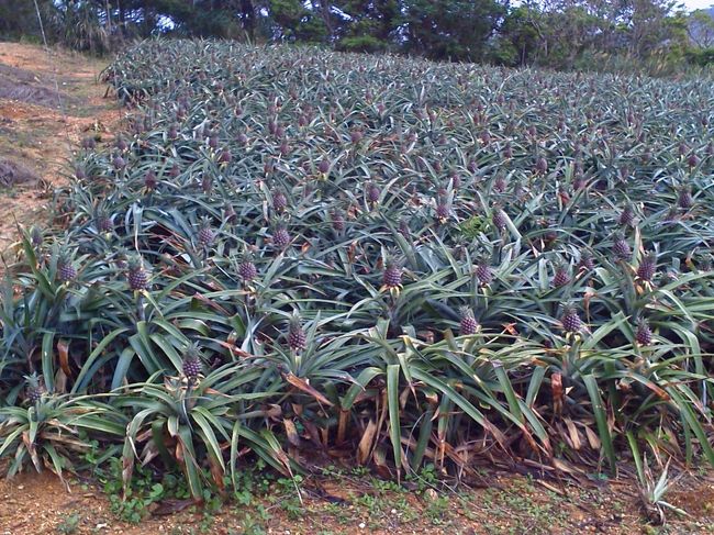 パイナップルって、葉っぱの上の方の茎の部分に実がなるんですね〜。<br />面白い光景です。タクシーのおっちゃんありがとう！