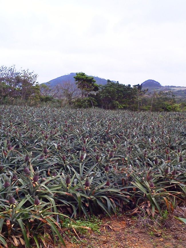 空港からはツアーのオプションで選択していたタクシーでホテルまで移動です。<br />タクシーの運転手は、先ほど石垣港から空港まで送ってくれたおっちゃんと同じ人でした。<br />色々と観光案内の話もしてくれて、港から空港へ行ったときに、パイナップル畑を見たいと言ったことを覚えていてくれて、ホテルへ向かう途中車を止めてパイナップル畑を見せてくれました。