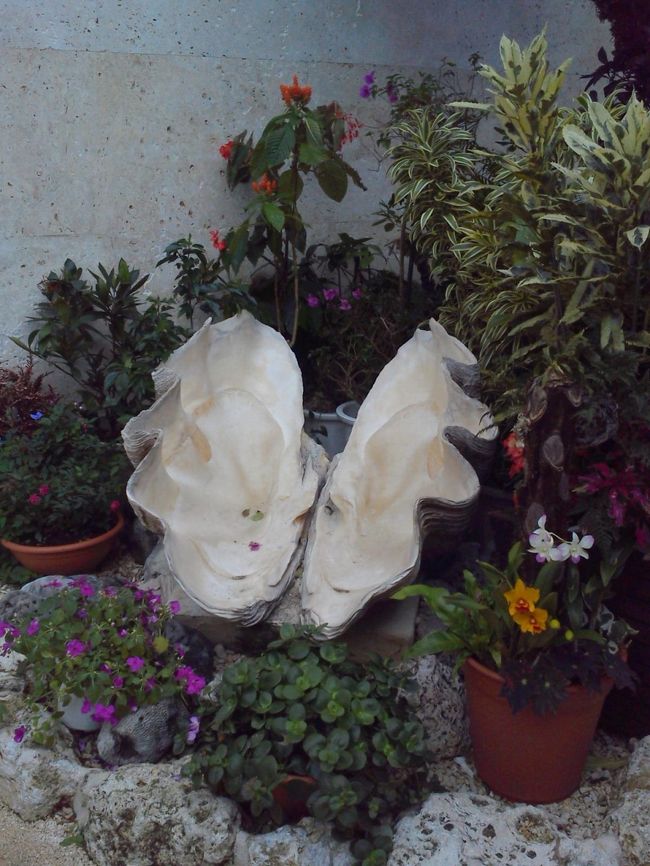 空港にあったシャコガイ。これが結構大きく、昨日のANA石垣島号のバスガイドさんの話では、漁師が数名で何日もかかって傷をつけないように少しずつ岩からはぎ取って、新空港に献上したんだそうで。<br /><br />2泊3日の八重山離島の旅もこれで終了です。