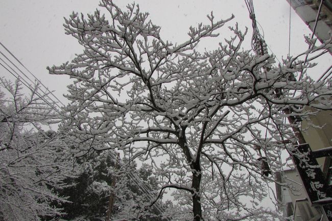 枯れ枝に雪が舞い下りるとまるで白い珊瑚のよう。