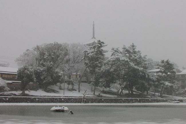 前日は水が少なく興ざめした猿沢の池も今日の雪で面目挽回。