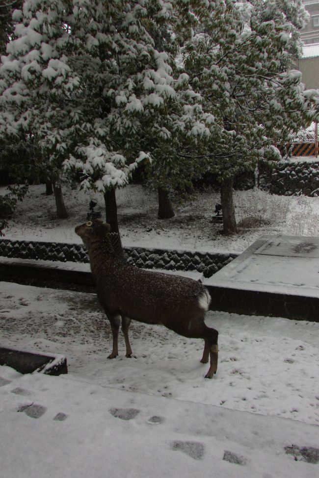 葉に積もった雪で喉を潤す鹿。<br /><br />寒くはないの?<br /><br />