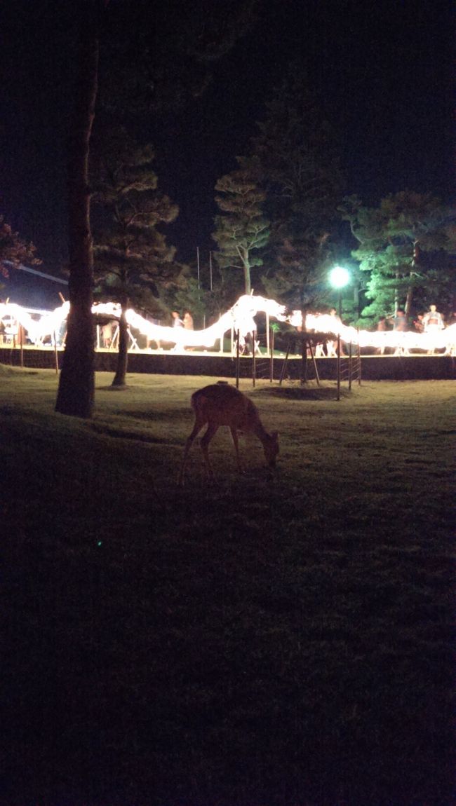 気付けは真後ろに鹿が！！！(゜ロ゜ノ)ノ<br />なんてことざらにあります(笑)<br />お気をつけ下さいませ(笑)<br /><br />特に屋台でたべものを買って食べている時は要注意です。<br /><br />鹿も、燈火会の時期は夜更かししてますから(笑)<br />煩いし眩しくて寝れないだけなのかも？<br /><br />