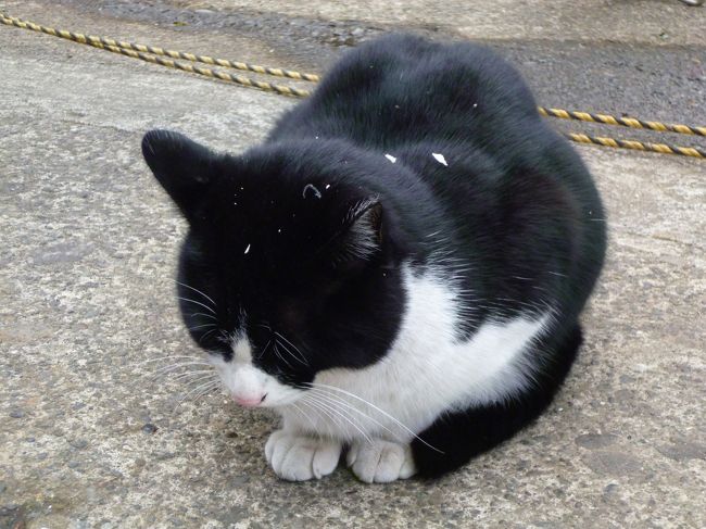 お誕生日散歩 江の島 猫さがし 藤沢 江ノ島 神奈川県 の旅行記 ブログ By Cotton Candyさん フォートラベル お誕生日散歩 江の島 猫さがし 藤沢 江ノ島 神奈川県 の旅行記 ブログ By Cotton Candyさん フォートラベル