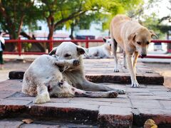 今度はWat Lokayasutharamに。
特に入口や門などなく、道を走っていると突然現れるのでちょっと驚く。
Wat Lokayasutharamの向かいに小さな商店や屋台があるので、そこに駐車させてもらった。
偶然かもしれないけどココだけ犬が異様に多かった。