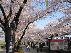 翌日は、北上展勝地の桜並木を歩きます。