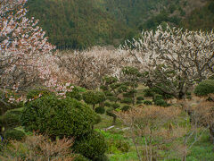 吉野梅郷へ近づき、梅の木も多くなりました。