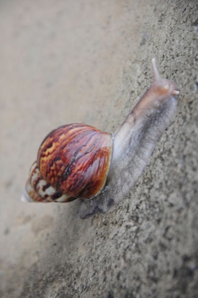 2駅くらいで下車。<br /><br />カタツムリ。