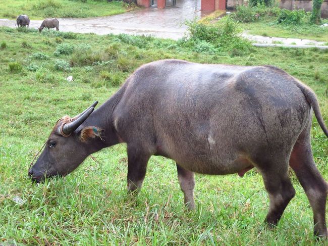 バス停に向かう途中…<br /><br />牛さん
