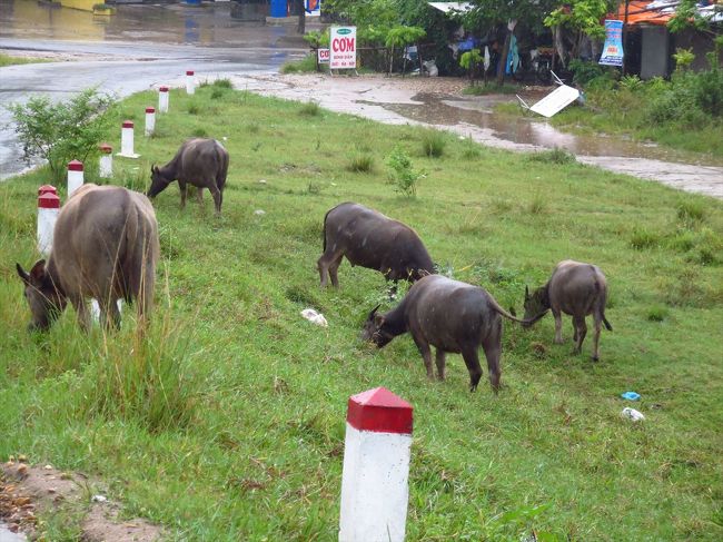 またもや牛さん