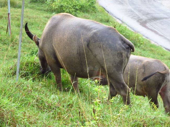 またまた牛さん