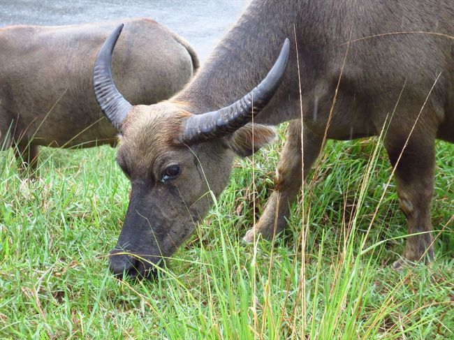 自由だなー<br /><br />ドナドナみたいな悲壮感ない。