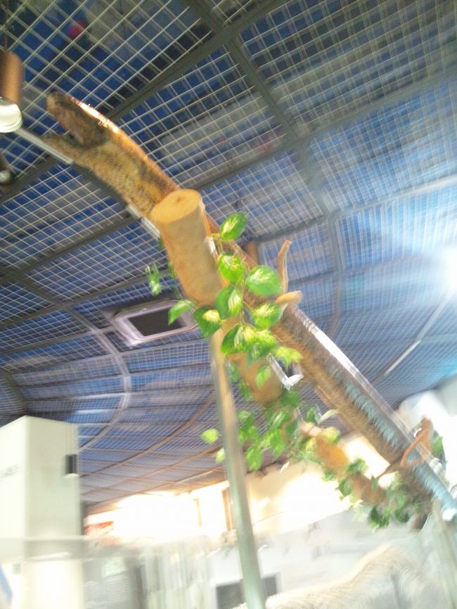 中に入るとハブの歴史。ショーの時間が差し迫っていたのでよく見てない。<br />すっごいでかい蛇の剥製がいた気がします。