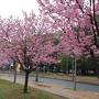 大阪の桜→韓国　＜大阪編＞