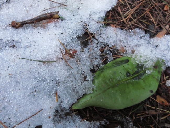 祖母宅には5時ごろ到着。<br /><br />庭にはちょこっと雪が残ってました。