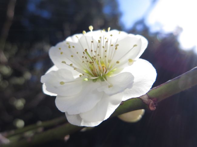 家に到着♪<br /><br />庭を散歩していたら梅の花が咲いていました。