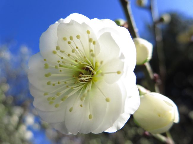 青空に白い梅の花が映えてとても綺麗でした。<br /><br />浜松、全然雪積もってなかったし、暖かかったです。